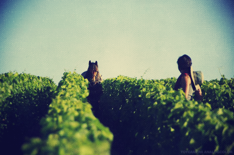 Champagne Lelarge-Pugeot