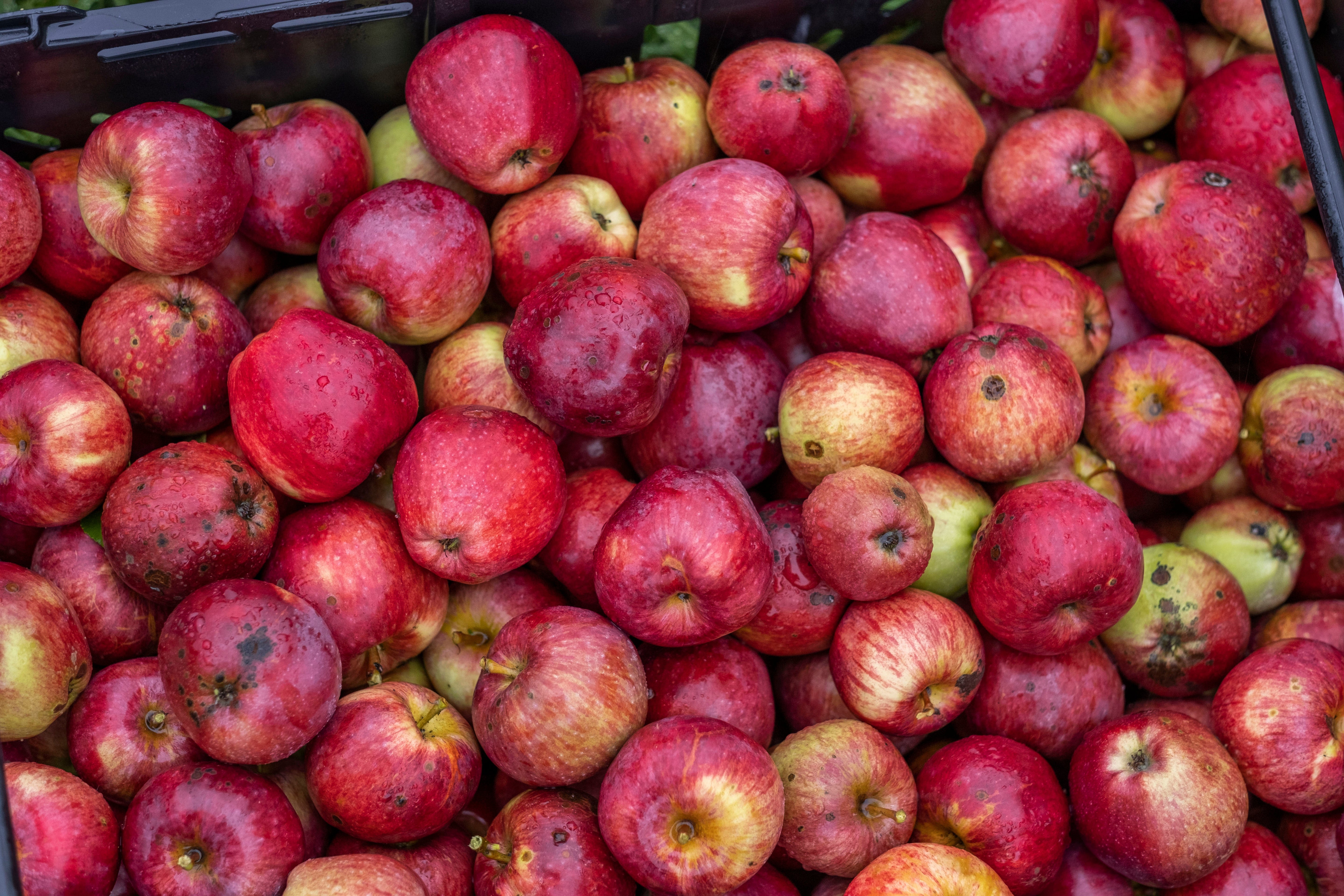 Cider & Perry

