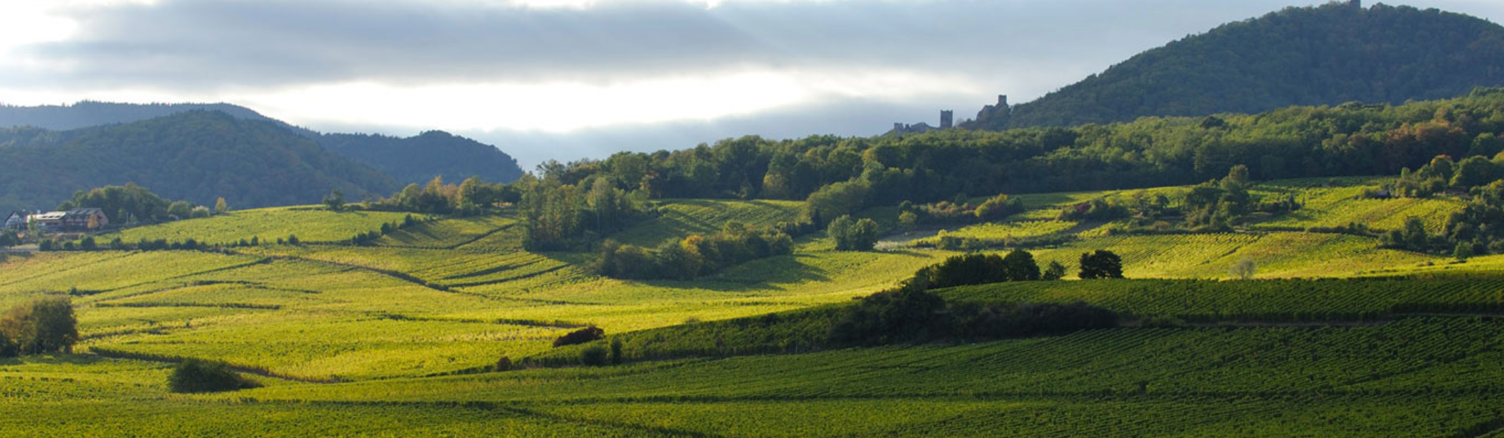 Domaine Mittnacht Freres