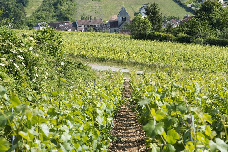 Champagne Gremillet
