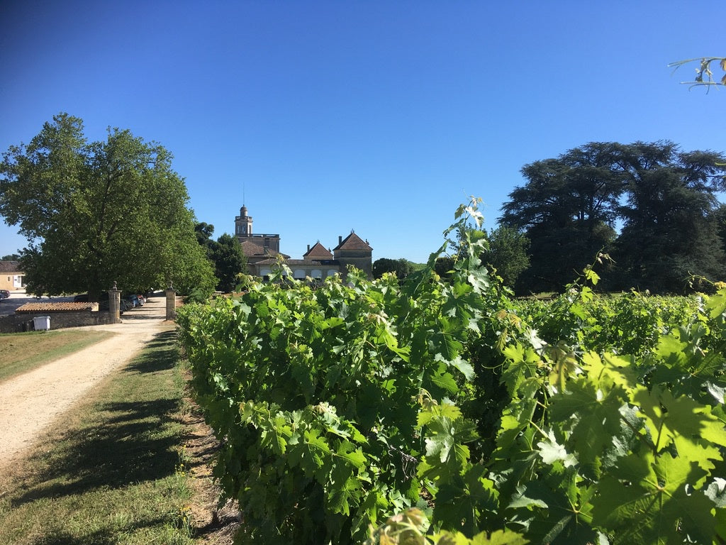 Merlot Tasting (7 Nov)