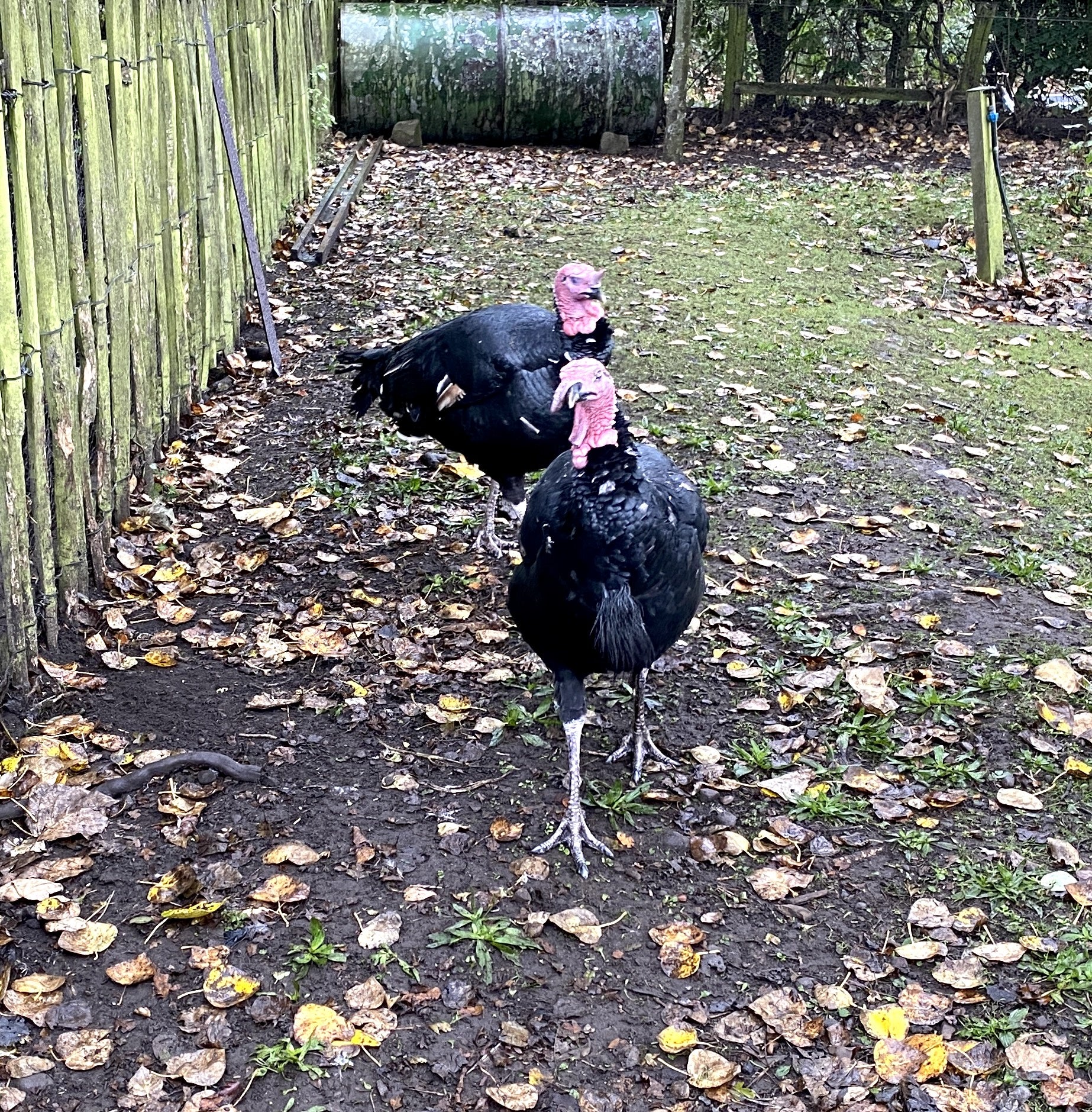 Thanksgiving ( & Leftovers) Tasting (26th Nov)